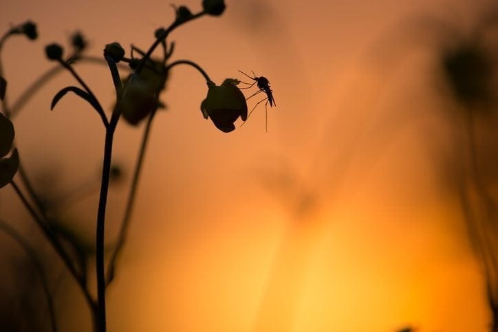 The sunscreen that bites back