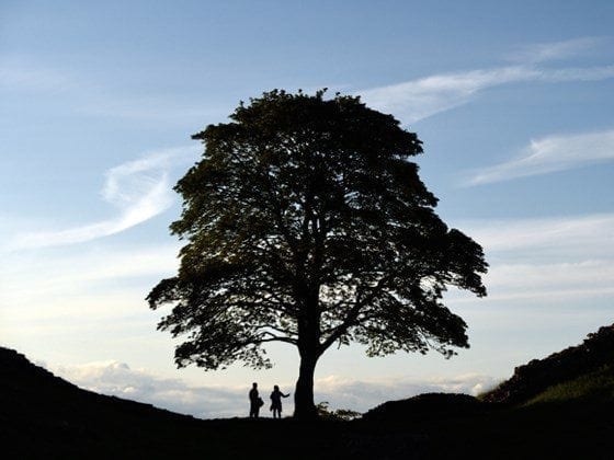 sycamore-gap