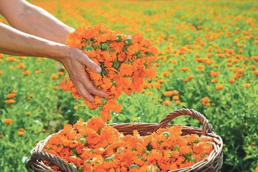 Weleda's biodynamic garden