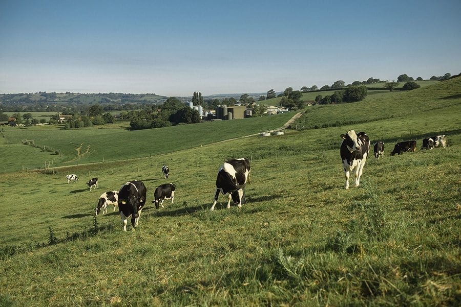 Wyke Farms