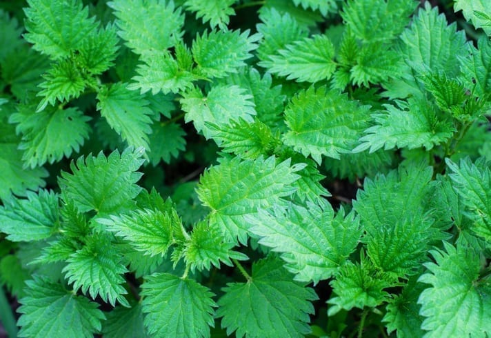 Nettle Soup recipe