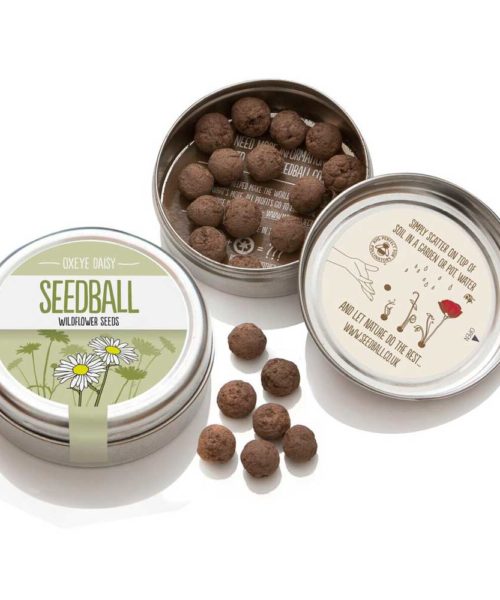 Seedball Individual Wildflowers Oxeye Daisy