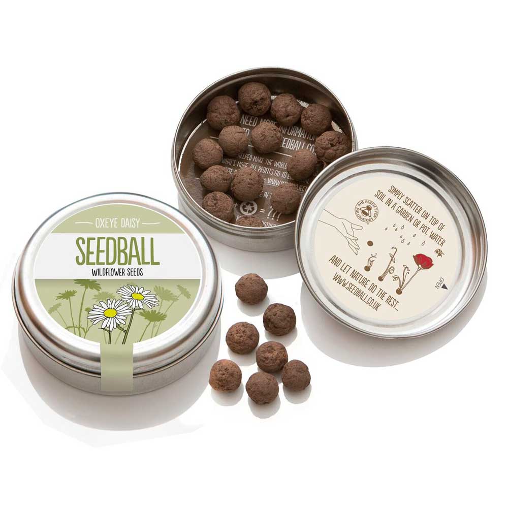 Seedball---Oxeye-Daisy