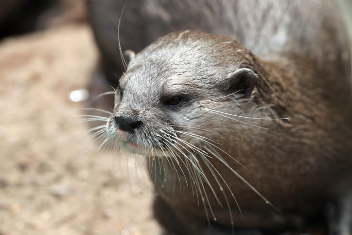 Oriental short clawed otter
