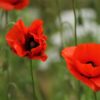 Seedball Poppy Image