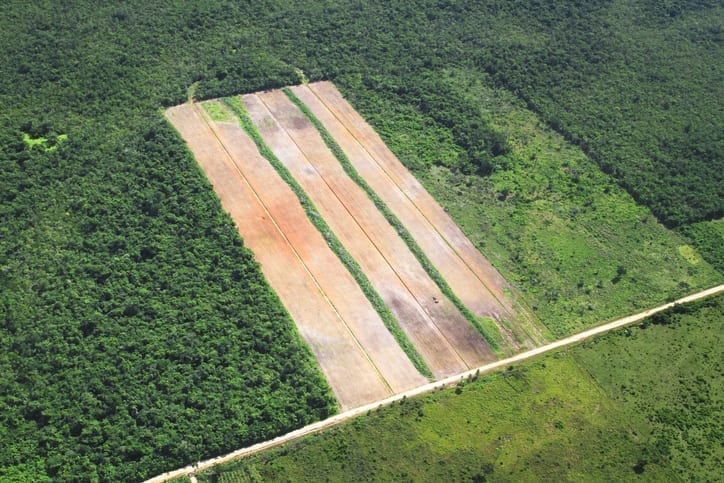 Slash-and-burn agriculture in Belize