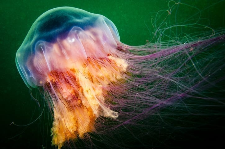 The dangers of deep sea mining