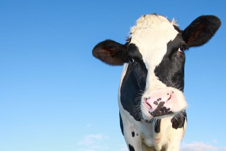 New report looks at the pros and cons of going vegan