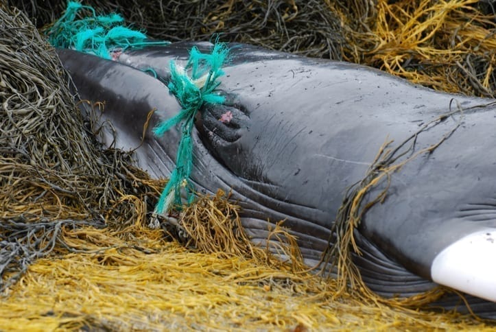 Understanding ocean plastics