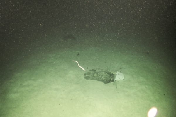 White plastic sack 2125m deep