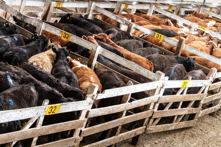Cattle in a corral in the Mercado de Liniers, Argentina