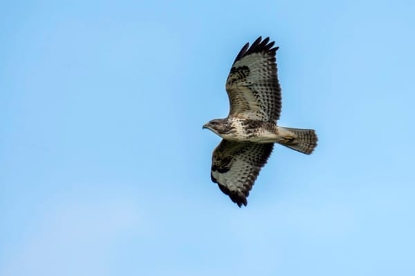 RSPB Birdcrime report 2018