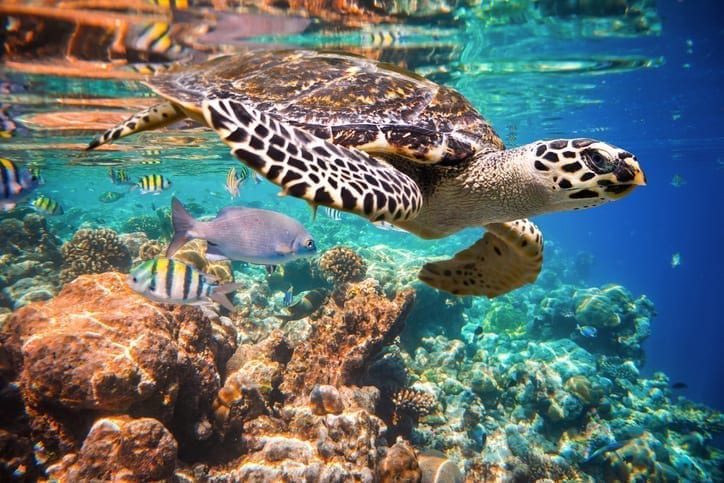 Hawksbill turtle, an endangered animal predicted to be affected by climate change