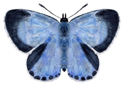 Holly blue