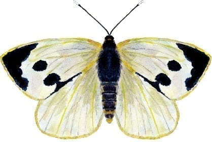 Large white