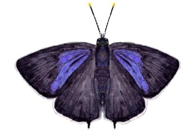 Purple hairstreak