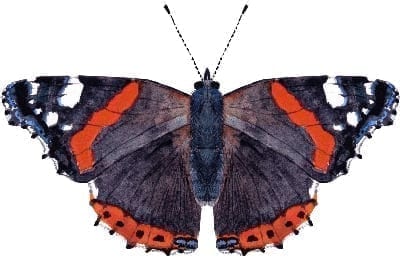 Red admiral
