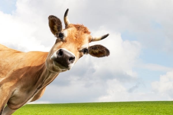A standard for plant-based products