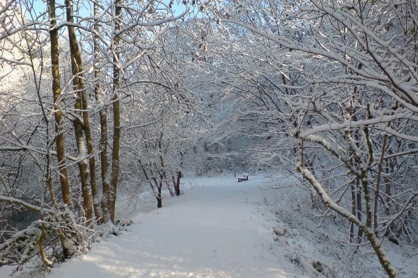 Skipton Castle Woods