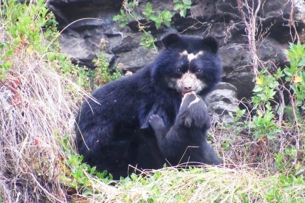 Spectacled bear, Ecuador