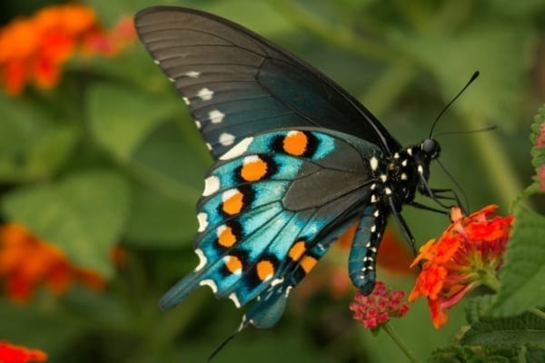Insect recovery