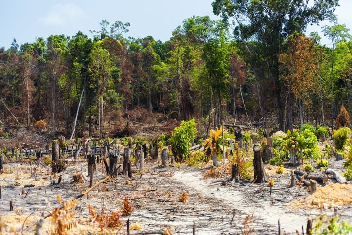 Palm Oil Scorecard
