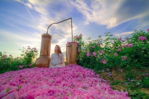 Secrets of the rose