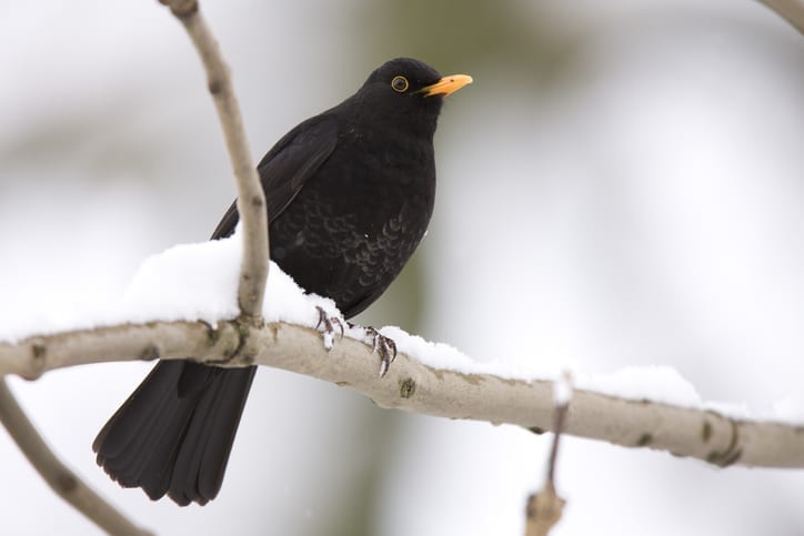Nature has no cue