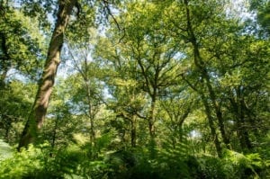 Broadwells Wood