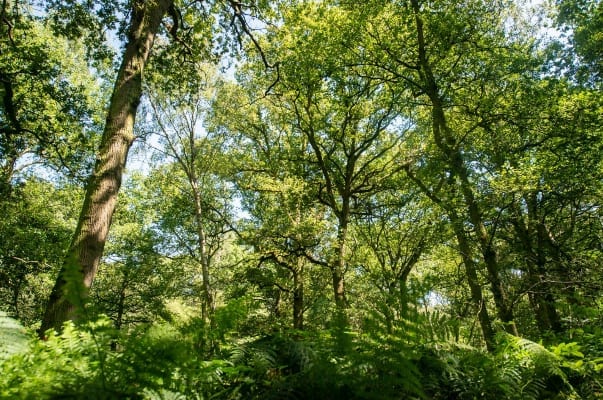 Broadwells Wood