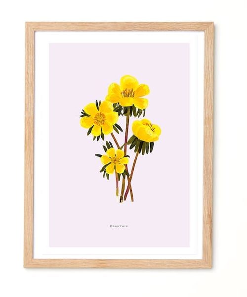 Studio Noodles Eranthis 'Winter Aconite' Botanical Eco Art Print.