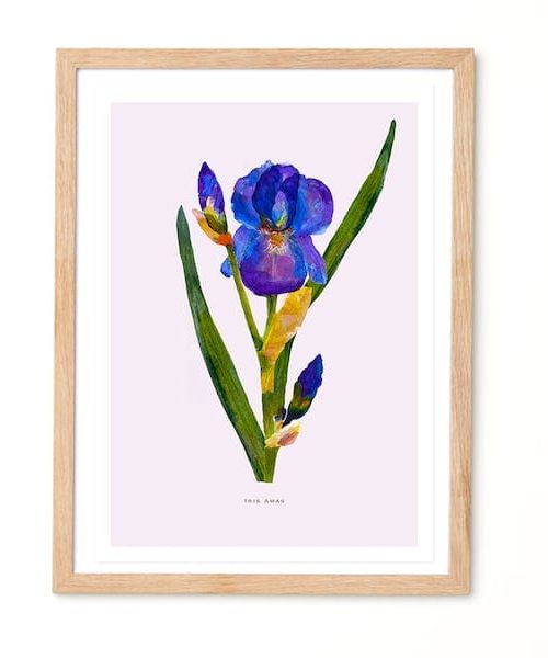 Studio Noodles Iris Amas Botanical Eco Art Print.