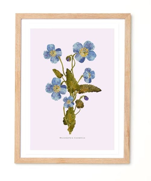 Studio Noodles Meconopsis Botanical Eco Art Print
