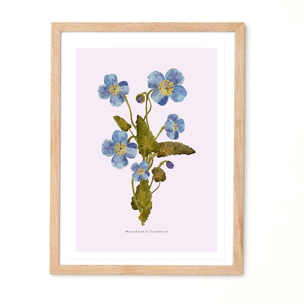 Meconopsis