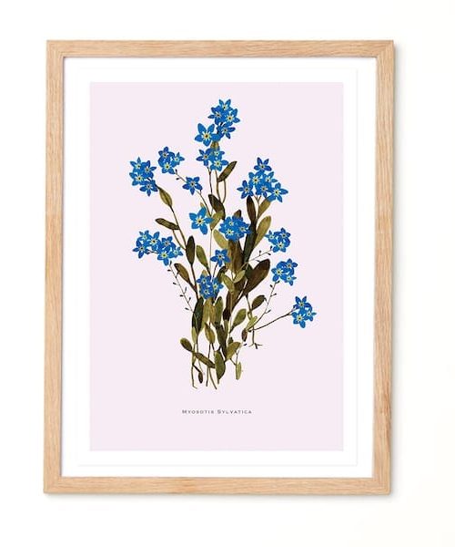 Studio Noodle MyosotisSylvatica Botanical Eco Art Print