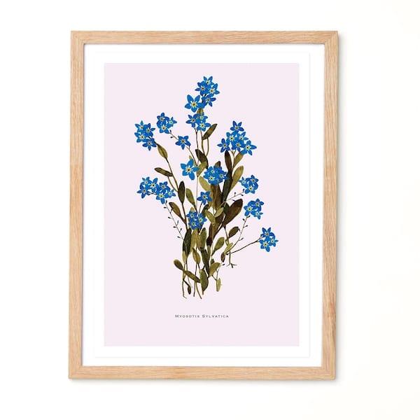 Myosotis