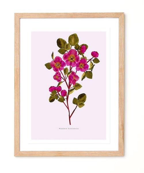 Studio Noodles Paeonia Caucasica Botanical Eco Art Print.