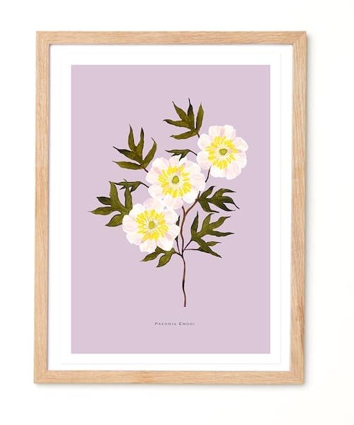 Studio Noodles Paeonia Emodi Eco Art Print
