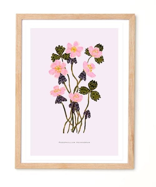 Studio Noodles Podophyllum Hexandrum Botanical Eco Art Print