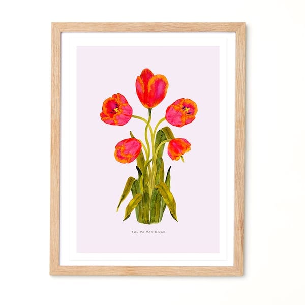 Tulipa