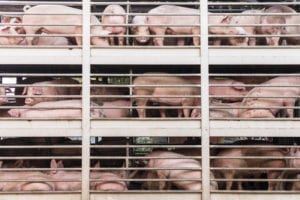 Cheap meat and health