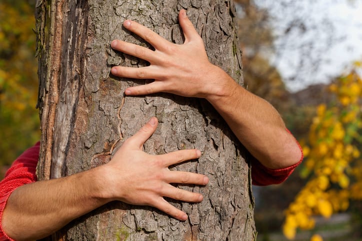 Tree of the Year 2020