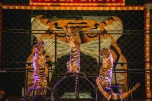 A global wildlife trade ban