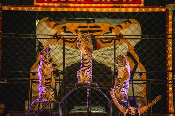 A global wildlife trade ban