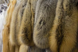 Close all mink fur farms