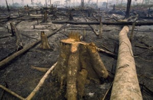 Amazon, Brazil
