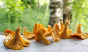 Sun your 'shrooms