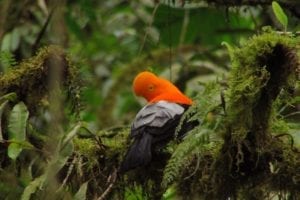 Andean Cock Of The Rock, Ecuador
