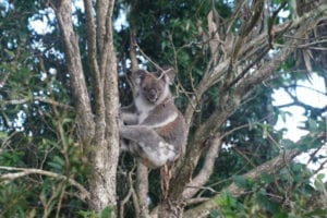 Koala in Swan Bay, NSW