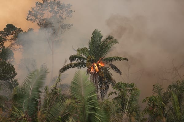 Fires in the Amazon